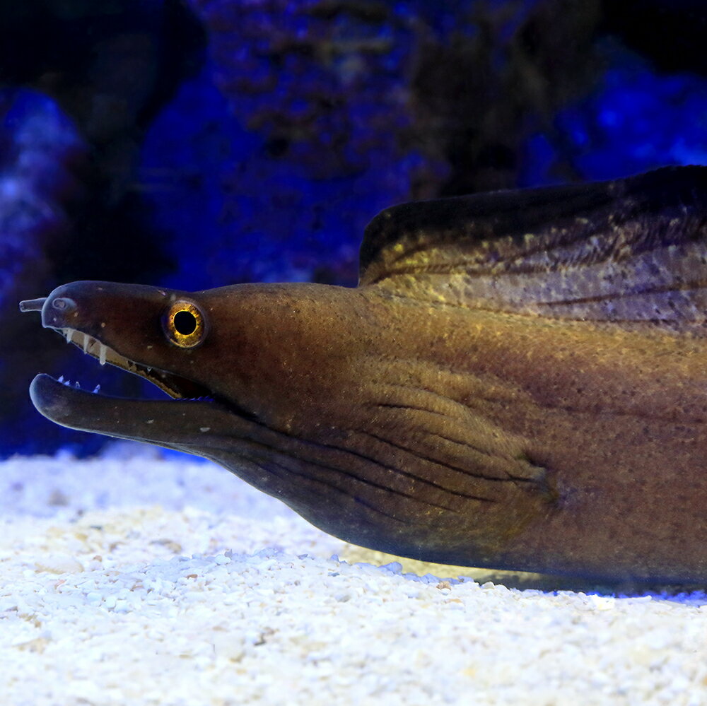 （海水魚）一点物　パープルマウスモレイ　Lサイズ　MF−5905（1匹）　北海道・九州航空便要保温