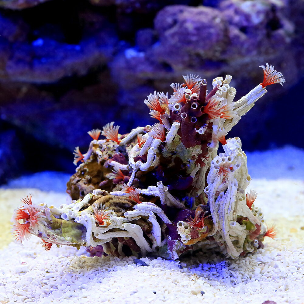 （海水魚）ケヤリ　一点物　オオシライトゴカイ　FM—5913