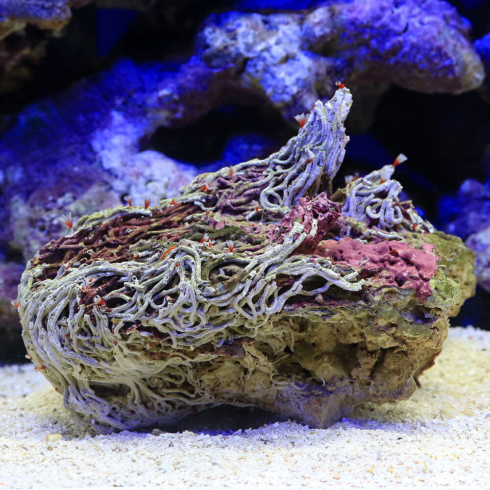 （海水魚）ケヤリ　一点物　オオシライトゴカイ　FM—5917