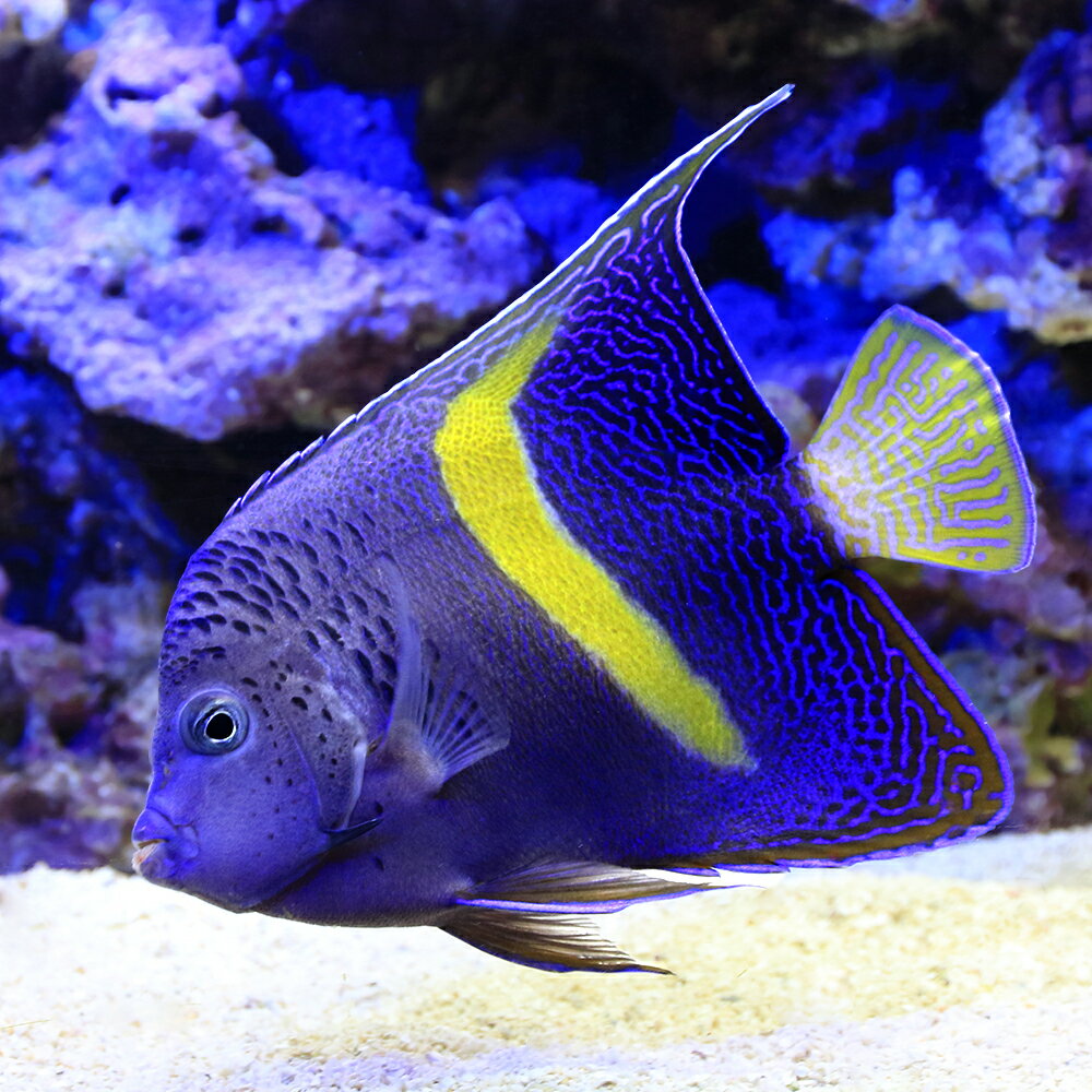 （海水魚）一点物　紅海産　イエローバンドエンゼル　MFー5929（1匹）　北海道航空便要保温