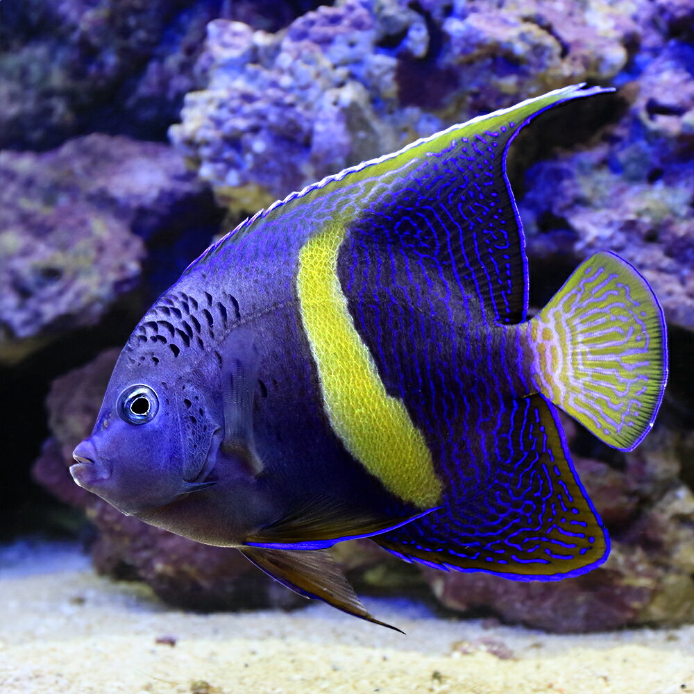 （海水魚）一点物　紅海産　イエローバンドエンゼル　MFー5930（1匹）　北海道航空便要保温