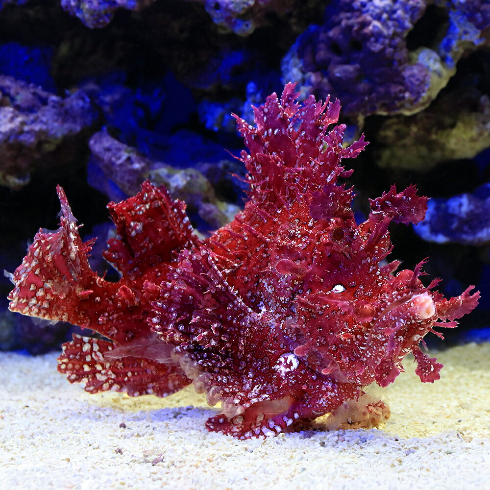 （海水魚）一点物　ボロカサゴ　レッド　MF−5931（1匹）