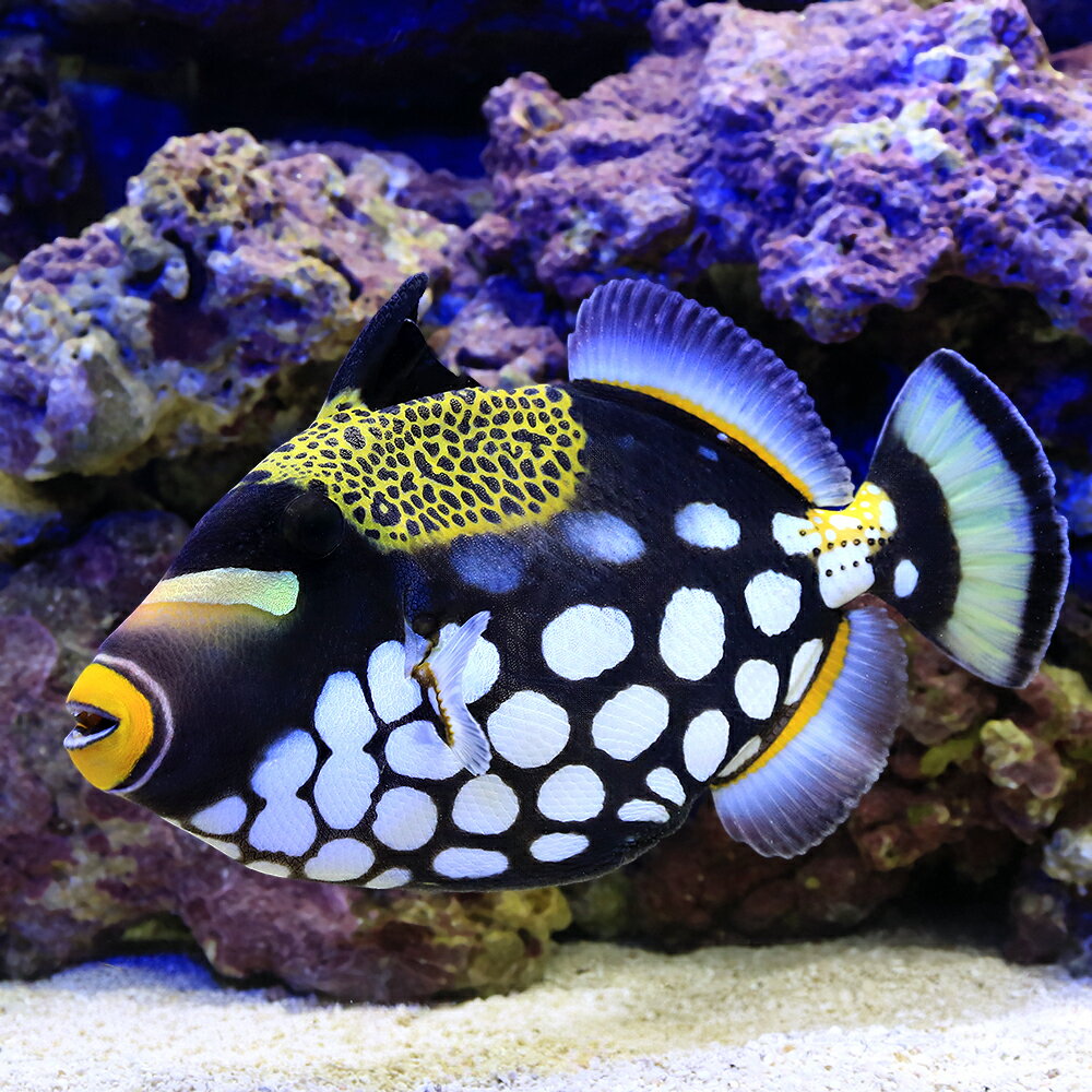 （海水魚）一点物　インドネシア産　モンガラカワハギ　MF−5933（1匹）