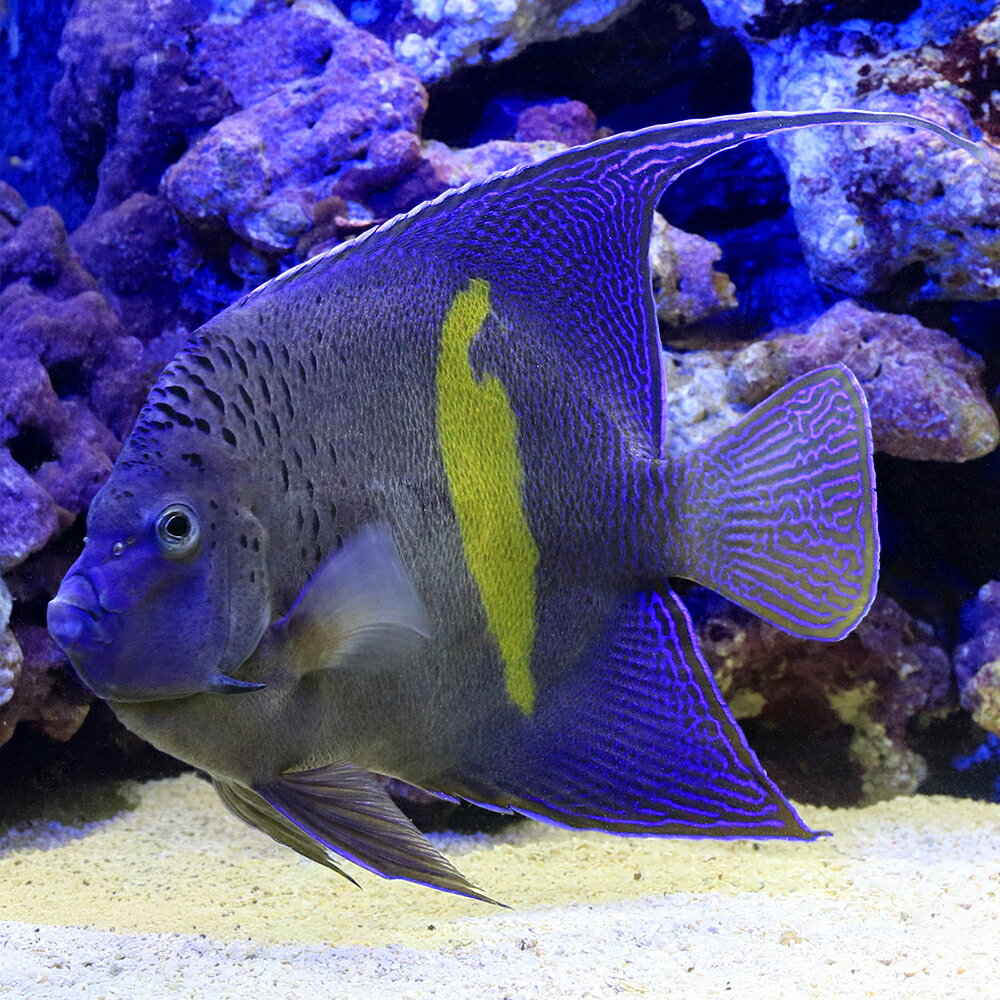 （海水魚）一点物　紅海産　イエローバンドエンゼル　MFー5934（1匹）　北海道航空便要保温