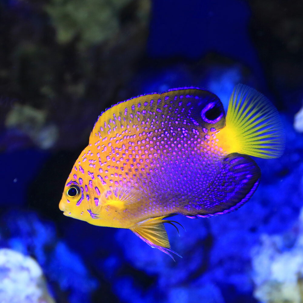 （海水魚）一点物　レンテンヤッコ　カミハタブリード（証明書付き）　MF−5941（1匹）