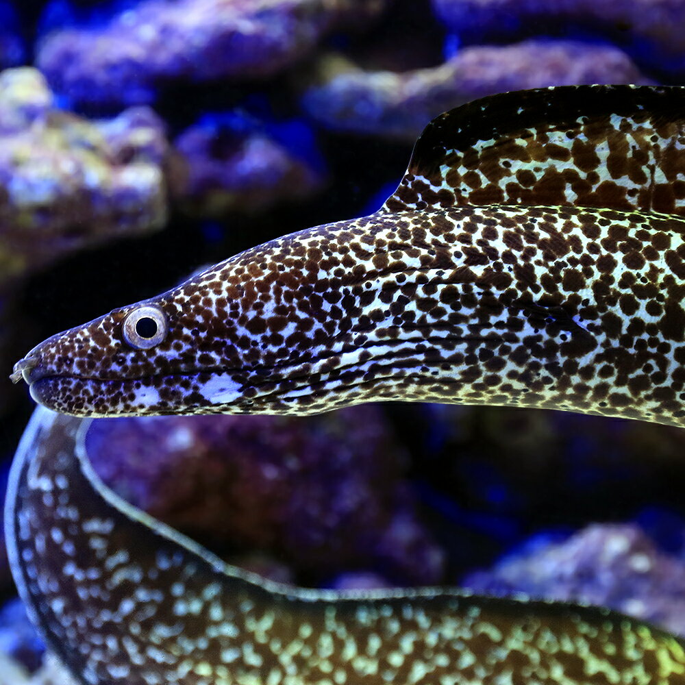 （海水魚）一点物　スポッテッドモレイ　MFー5952（1匹）　北海道・九州航空便要保温