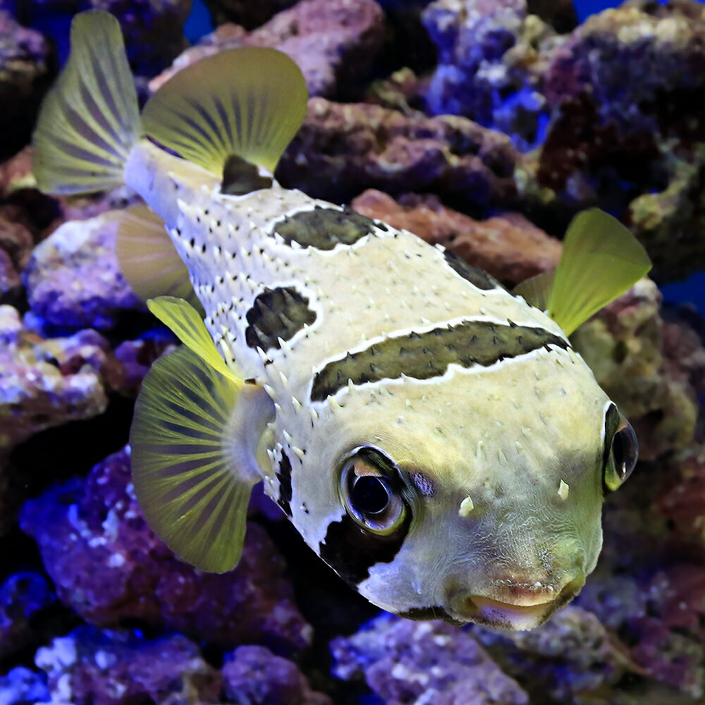 楽天市場】ハリセンボン 海水魚（観賞魚｜熱帯魚・アクアリウム