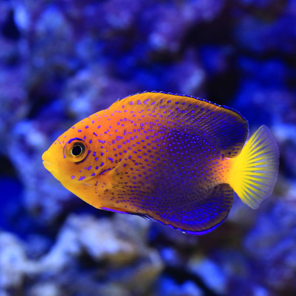 （海水魚）一点物　レンテンヤッコ　カミハタブリード（証明書付き）　MF−5965（1匹）