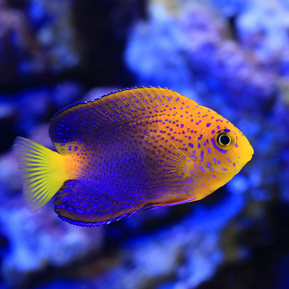 （海水魚）一点物　レンテンヤッコ　カミハタブリード（証明書付き）　MF−5966（1匹）