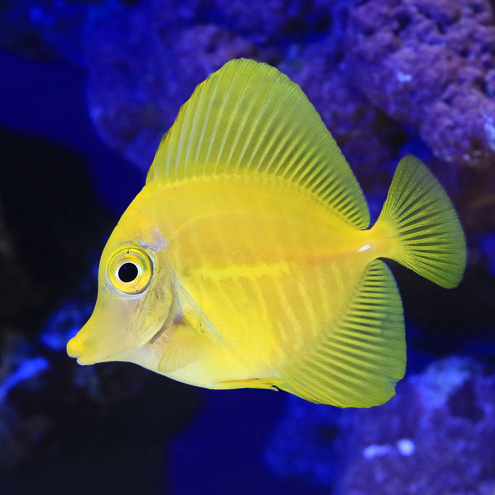 （海水魚）一点物　キイロハギ　カミハタブリード　MF−5967（1匹）　北海道航空便要保温