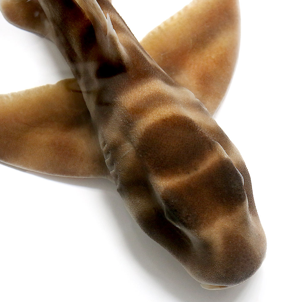 （海水魚）一点物　ネコザメ　MFー5971（1匹）