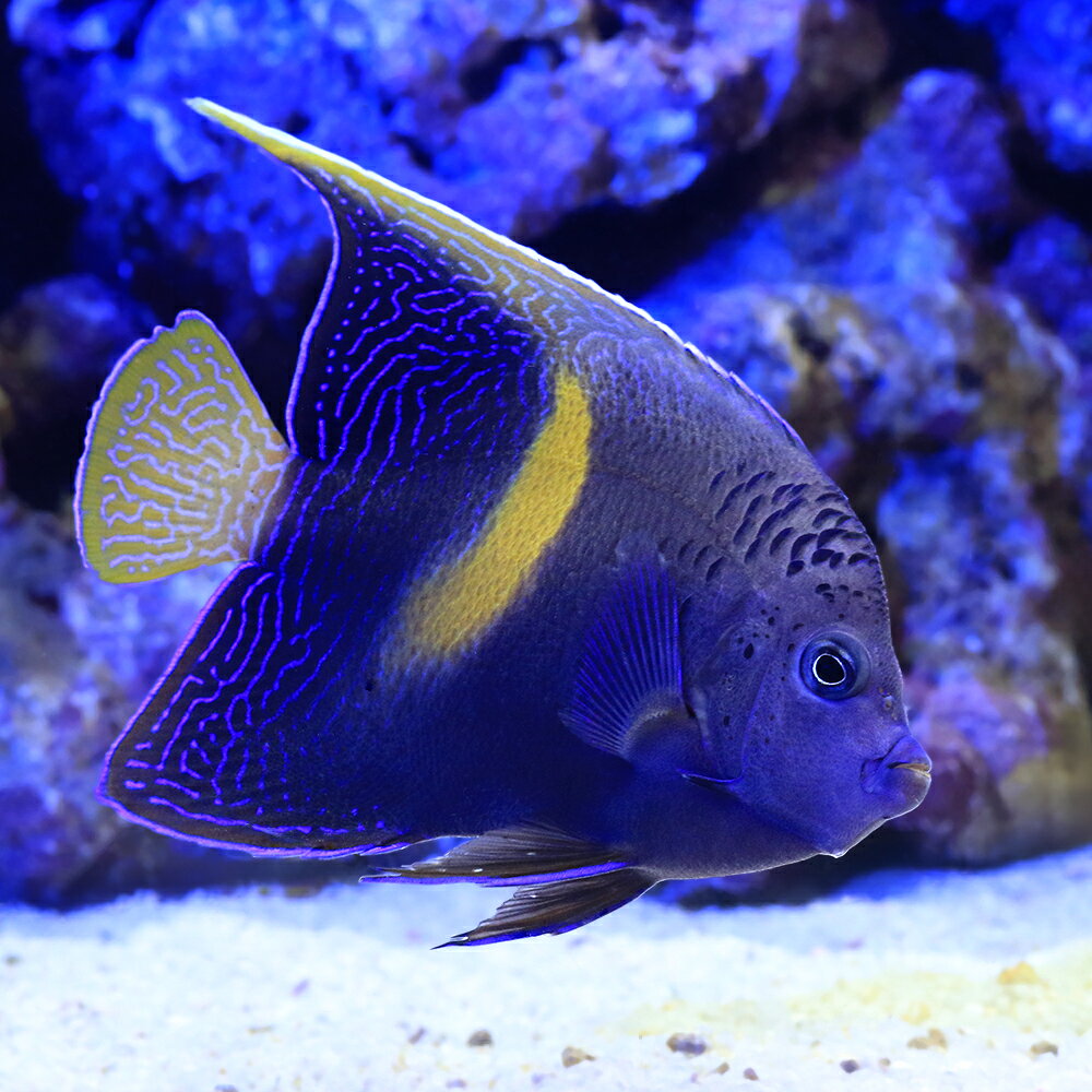 （海水魚）一点物　東アフリカ産　イエローバンドエンゼル　MFー5990（1匹）