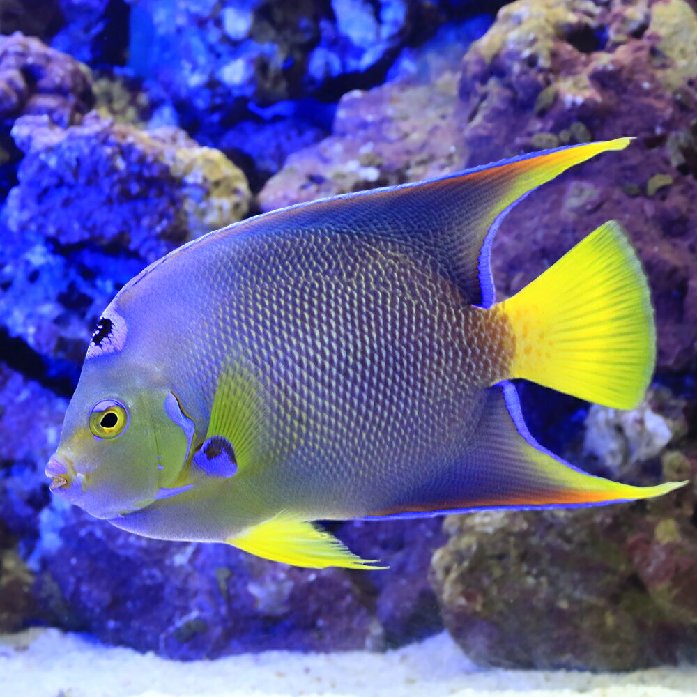 （海水魚）ヤッコ　一点物　フロリダ産　タウンゼントエンゼル　MFー5996（1匹）