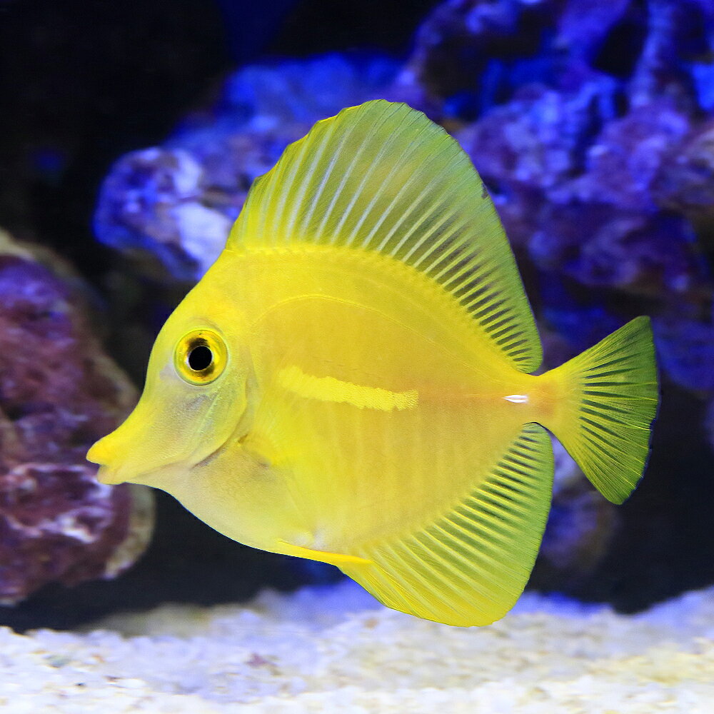 （海水魚）一点物　キイロハギ　カミハタブリード　MF−6006（1匹）