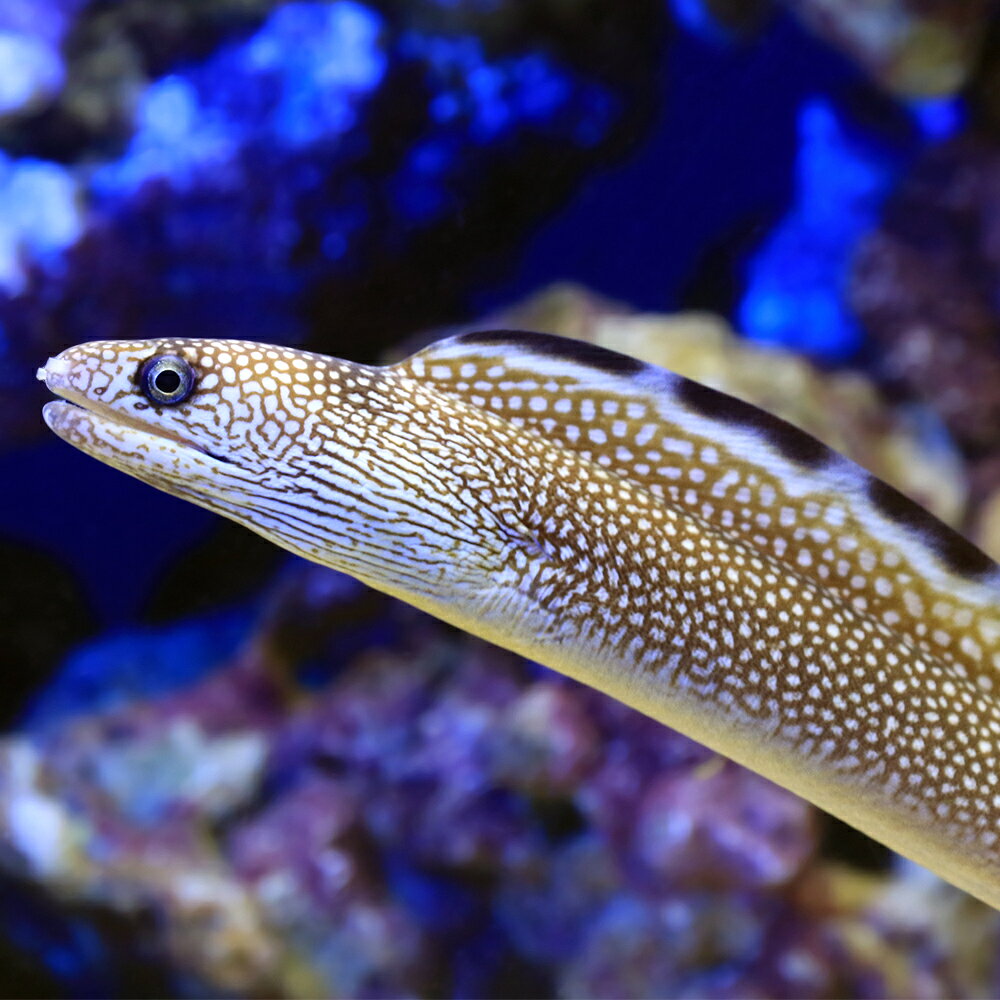 （海水魚）一点物　ブラックエッジモレイ　MF−6018（1匹）