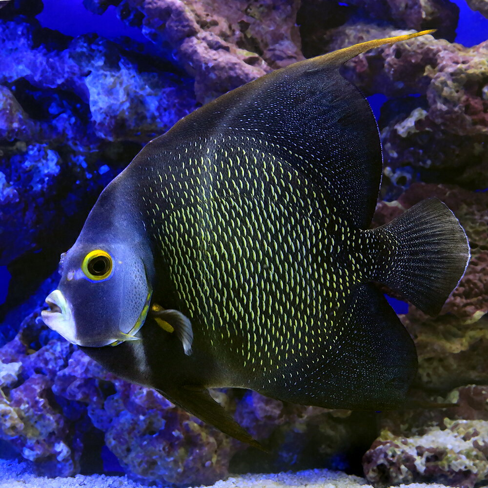 （海水魚）ヤッコ　一点物　フロリダ産　フレンチエンゼル　成魚　MF−6019（1匹）