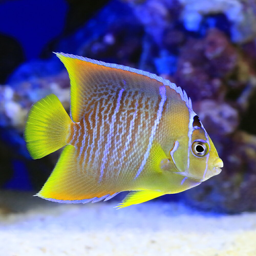 （海水魚）ヤッコ　一点物　フロリダ産　ブルーエンゼル　MF−6022（1匹）