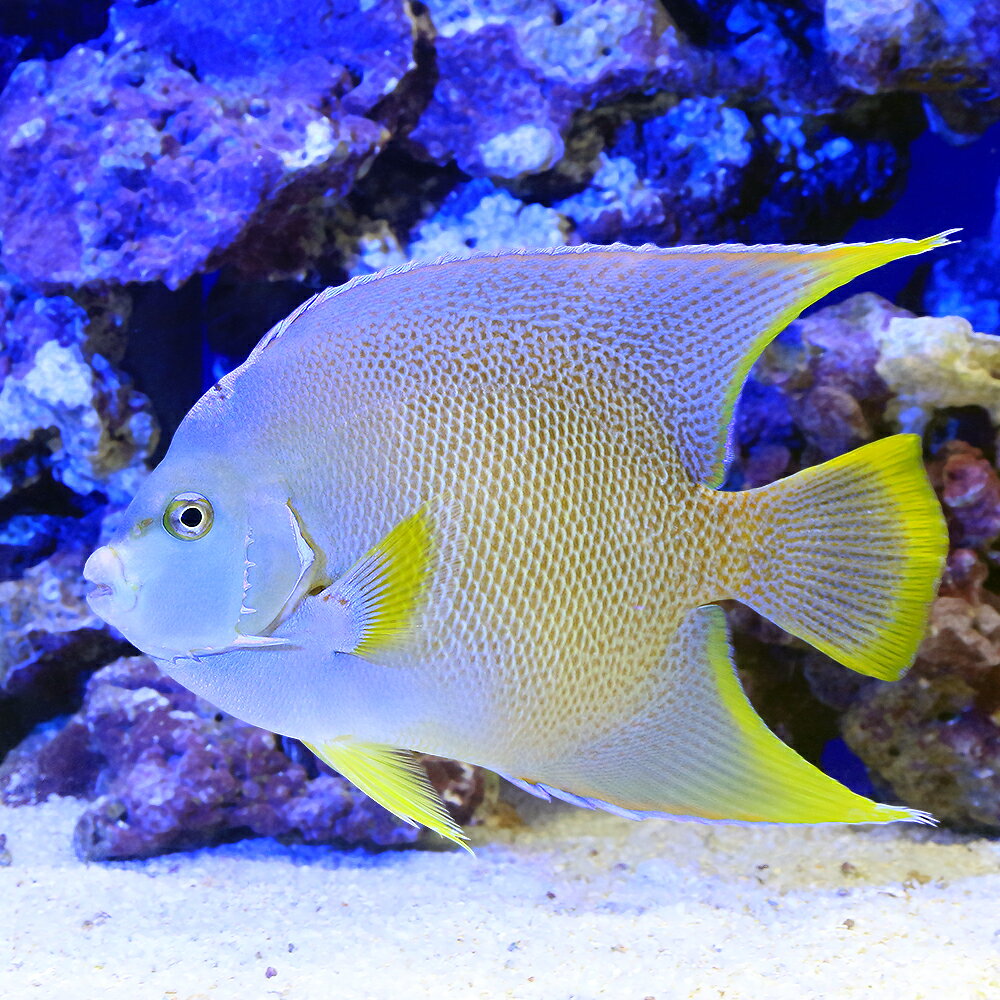 （海水魚）ヤッコ　一点物　フロリダ産　ブルーエンゼル　MF−6023（1匹）