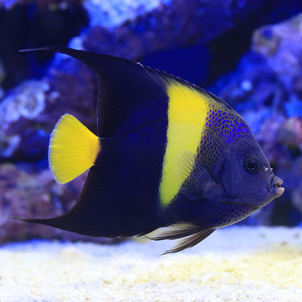 （海水魚）ヤッコ　一点物　アラビアンエンゼルフィッシュ　MF−6025（1匹）