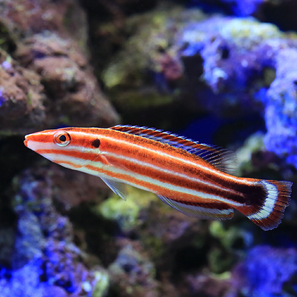 （海水魚）一点物　ペパーミントラス　MFー6038　（1匹）