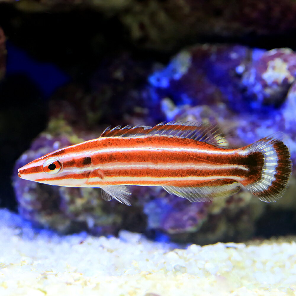 （海水魚）一点物　ペパーミントラス　MFー6039　（1匹）