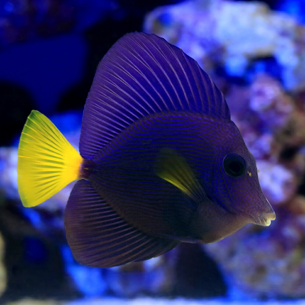 （海水魚）一点物　パープルタン　MF−6040（1匹）