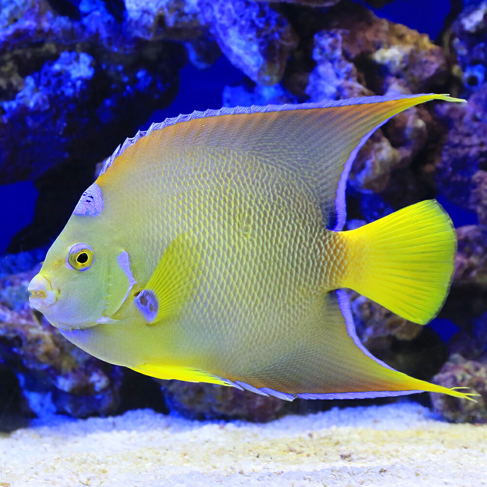 （海水魚）ヤッコ　一点物　フロリダ産　タウンゼントエンゼル　MFー6041（1匹）