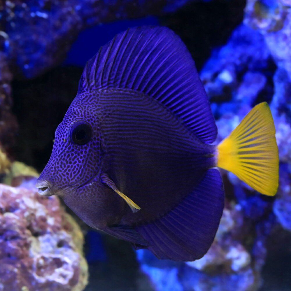 （海水魚）一点物　パープルタン　MF−6042（1匹）