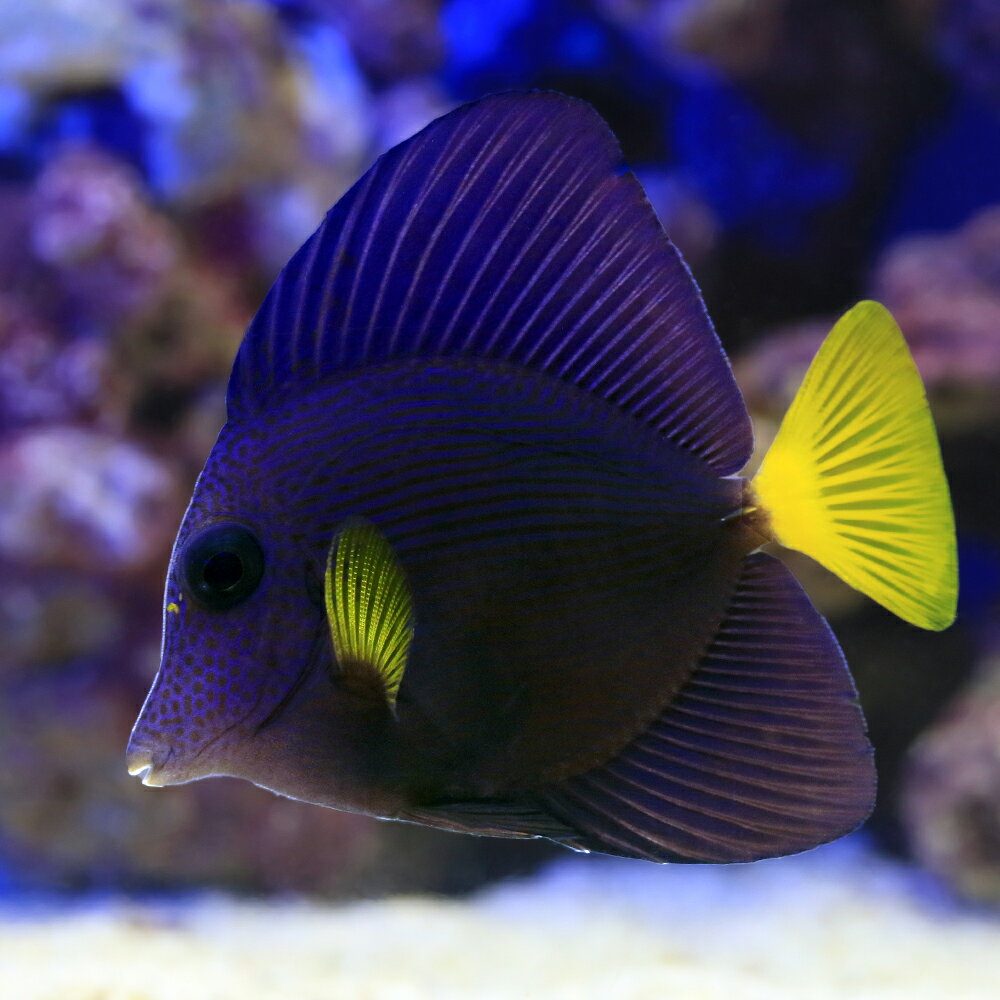 （海水魚）一点物　パープルタン　MF−6043（1匹）