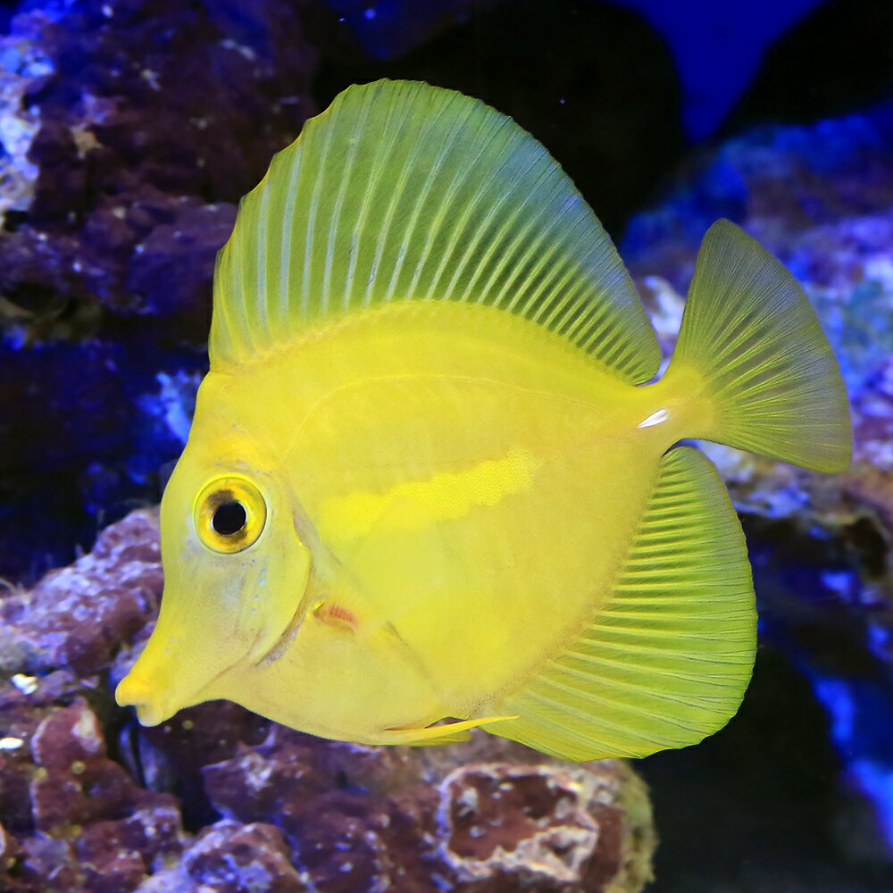 （海水魚）一点物　キイロハギ　カミハタブリード　MF−6046（1匹）