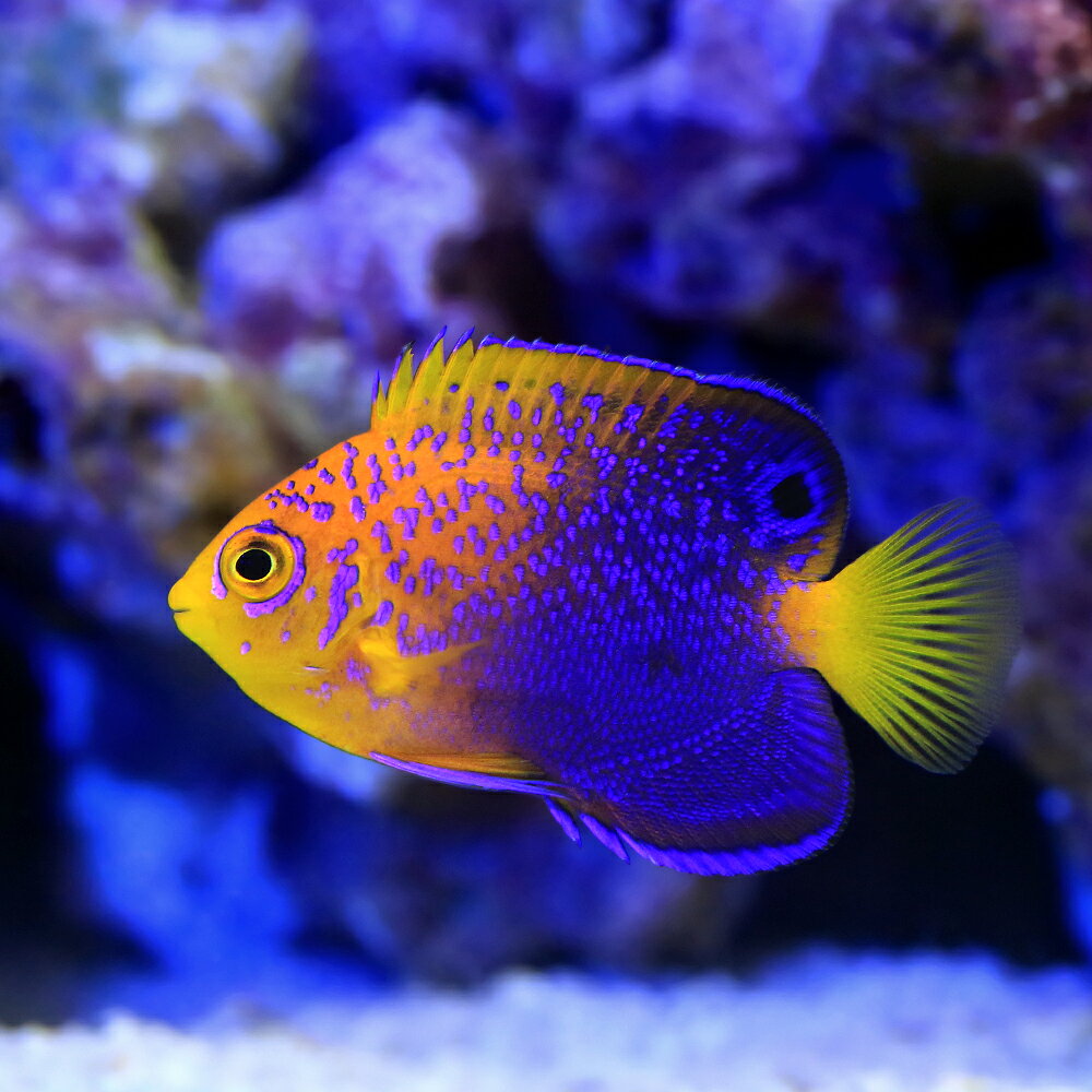 （海水魚）ヤッコ　一点物　レンテンヤッコ（ワイルド）　MF−6051（1匹）