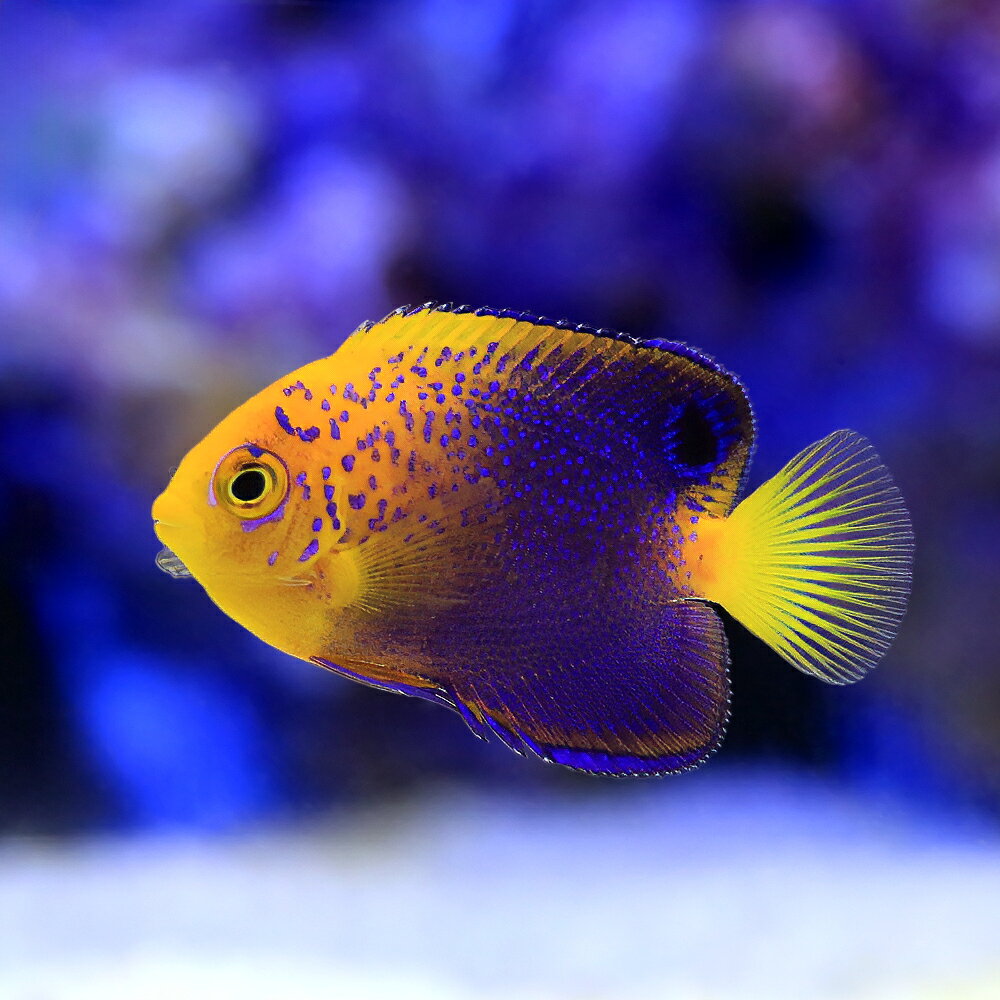 （海水魚）ヤッコ　一点物　レンテンヤッコ（ワイルド）　MF−6053（1匹）