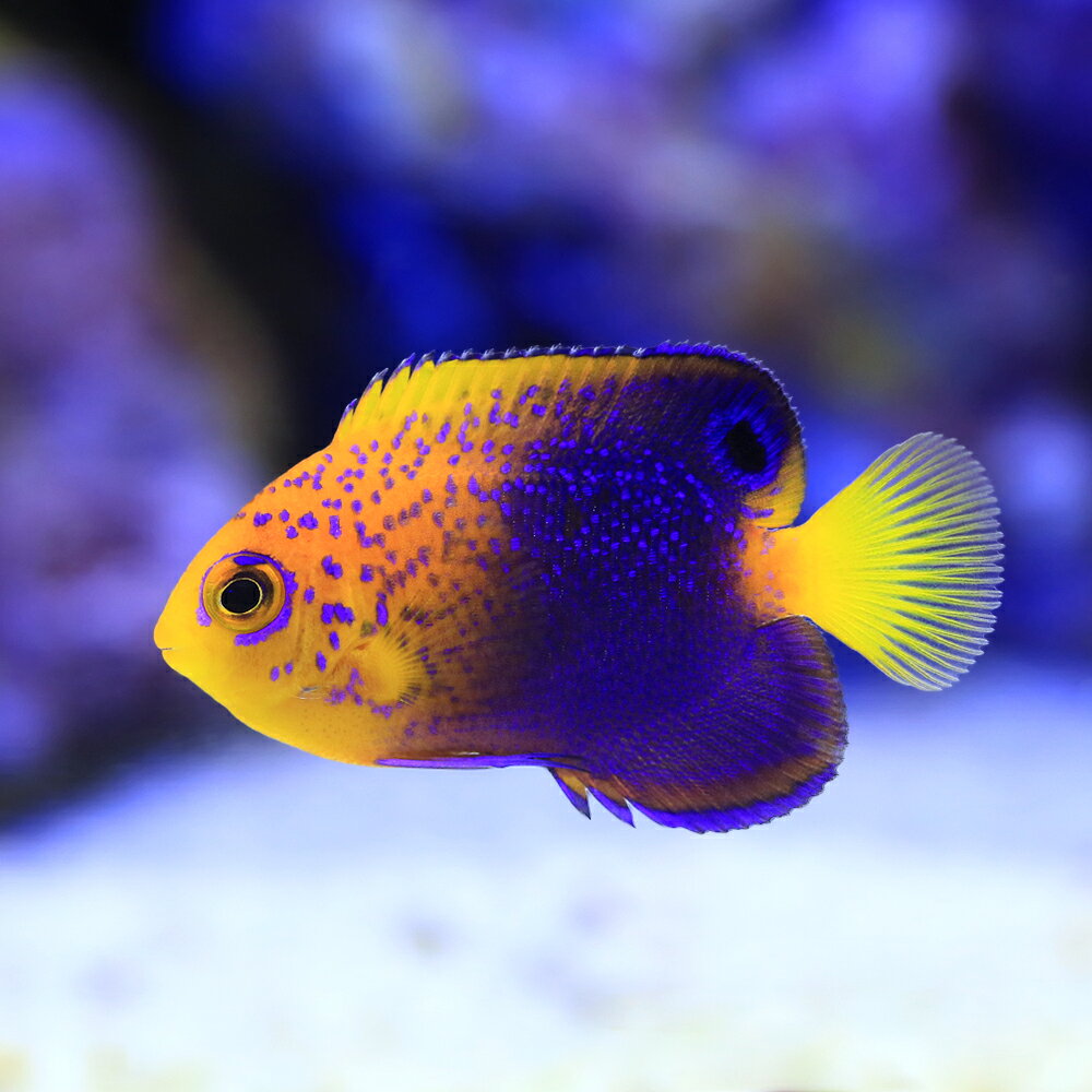 （海水魚）ヤッコ　一点物　レンテンヤッコ（ワイルド）　MF−6054（1匹）