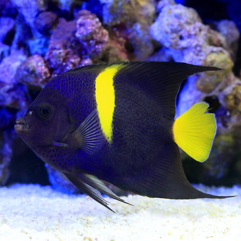 （海水魚）ヤッコ　一点物　アラビアンエンゼルフィッシュ　MF−6055（1匹）