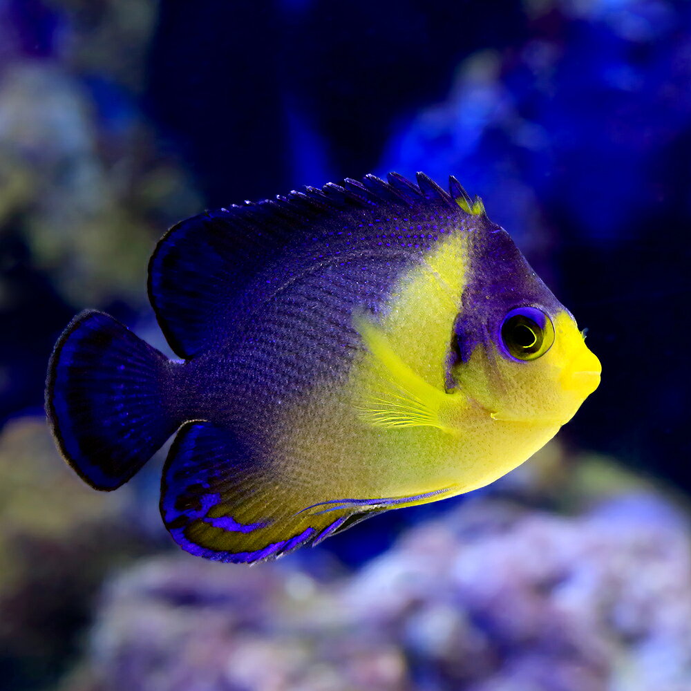 （海水魚）ヤッコ　一点物　スミレヤッコ　MF−6056（1匹）
