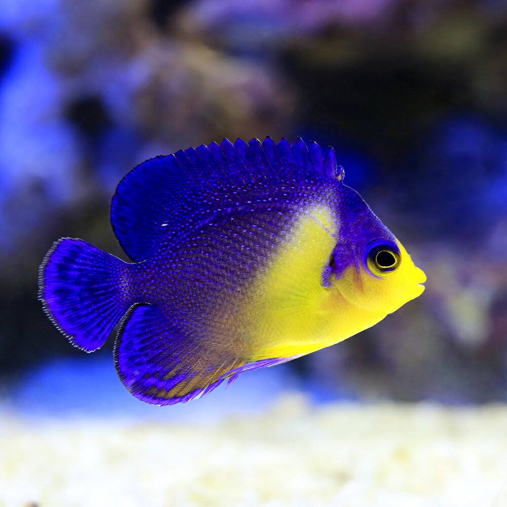 （海水魚）ヤッコ　一点物　スミレヤッコ　MF−6057（1匹）