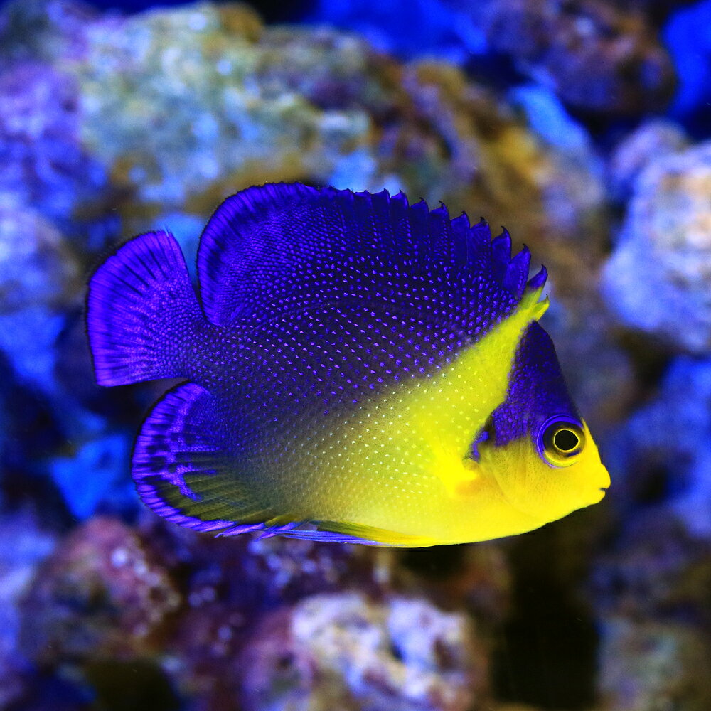 （海水魚）ヤッコ　一点物　スミレヤッコ　MF−6058（1匹）