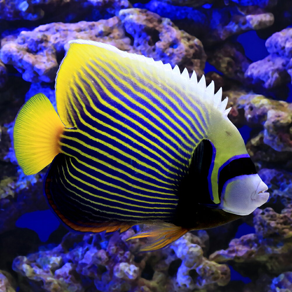 （海水魚）ヤッコ　一点物　沖縄産　タテジマキンチャクダイ　MF−6059（1匹）