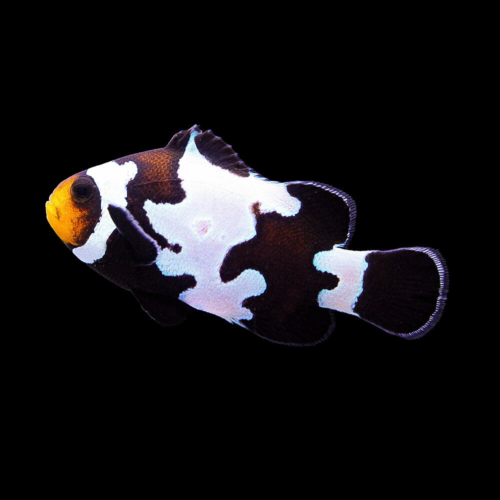 （海水魚）一点物　ブラックスノーフレークオセラリス（ブリード）　CF−8（1匹）　北海道・九州航空便要保温