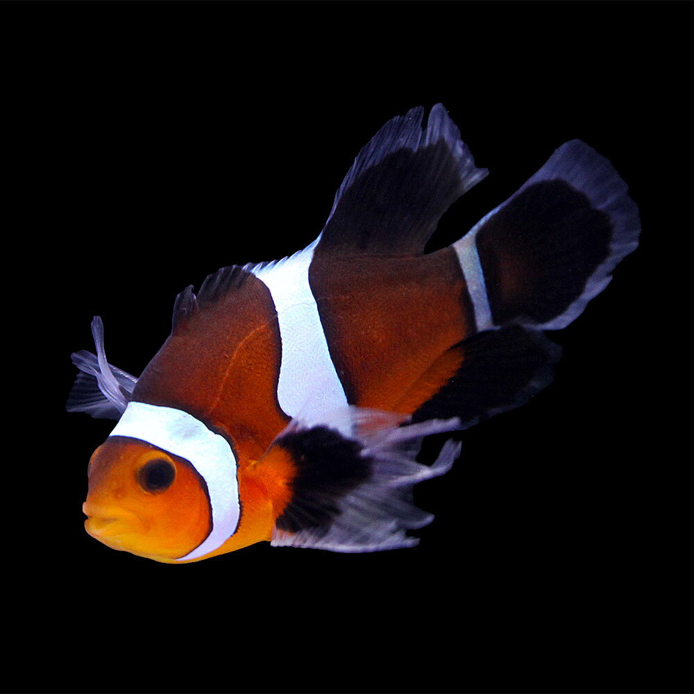 （海水魚）一点物　ロングフィンオセラリス（ブリード）　CF−10（1匹）