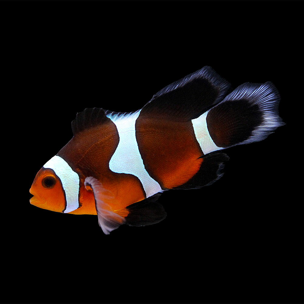 （海水魚）一点物　ロングフィンオセラリス（ブリード）　CF−12（1匹）