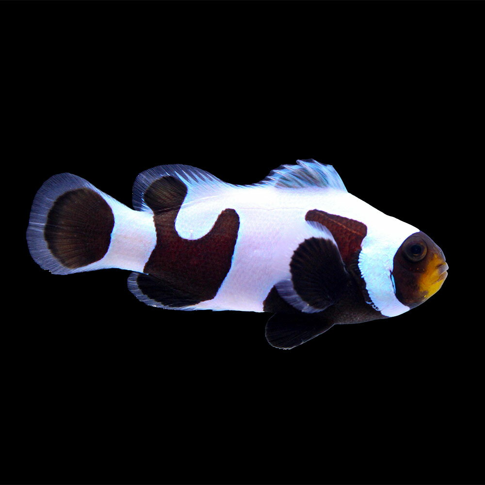 （海水魚）一点物　ブラックダヴィンチオセラリス（ブリード）　CF−15（1匹）　北海道・九州航空便要保温