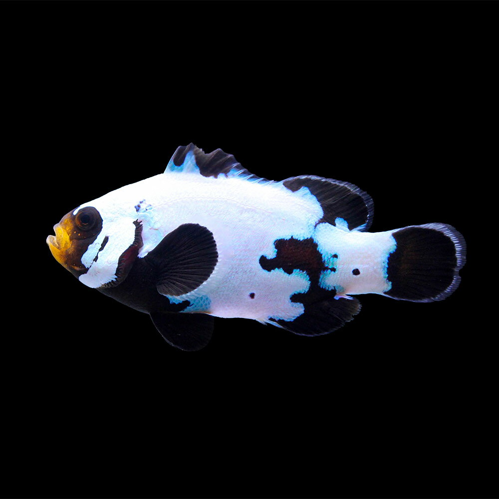 （海水魚）一点物　ブラックスノーフレークオセラリス（ブリード）　CF−16（1匹）　北海道・九州航空便要保温