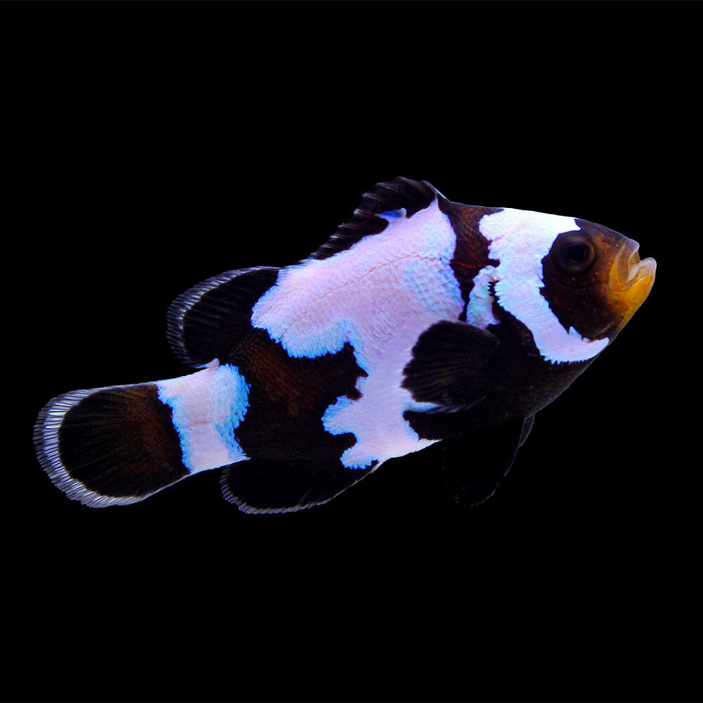 （海水魚）一点物　ブラックスノーフレークオセラリス（ブリード）　CF−19（1匹）　北海道・九州航空便要保温