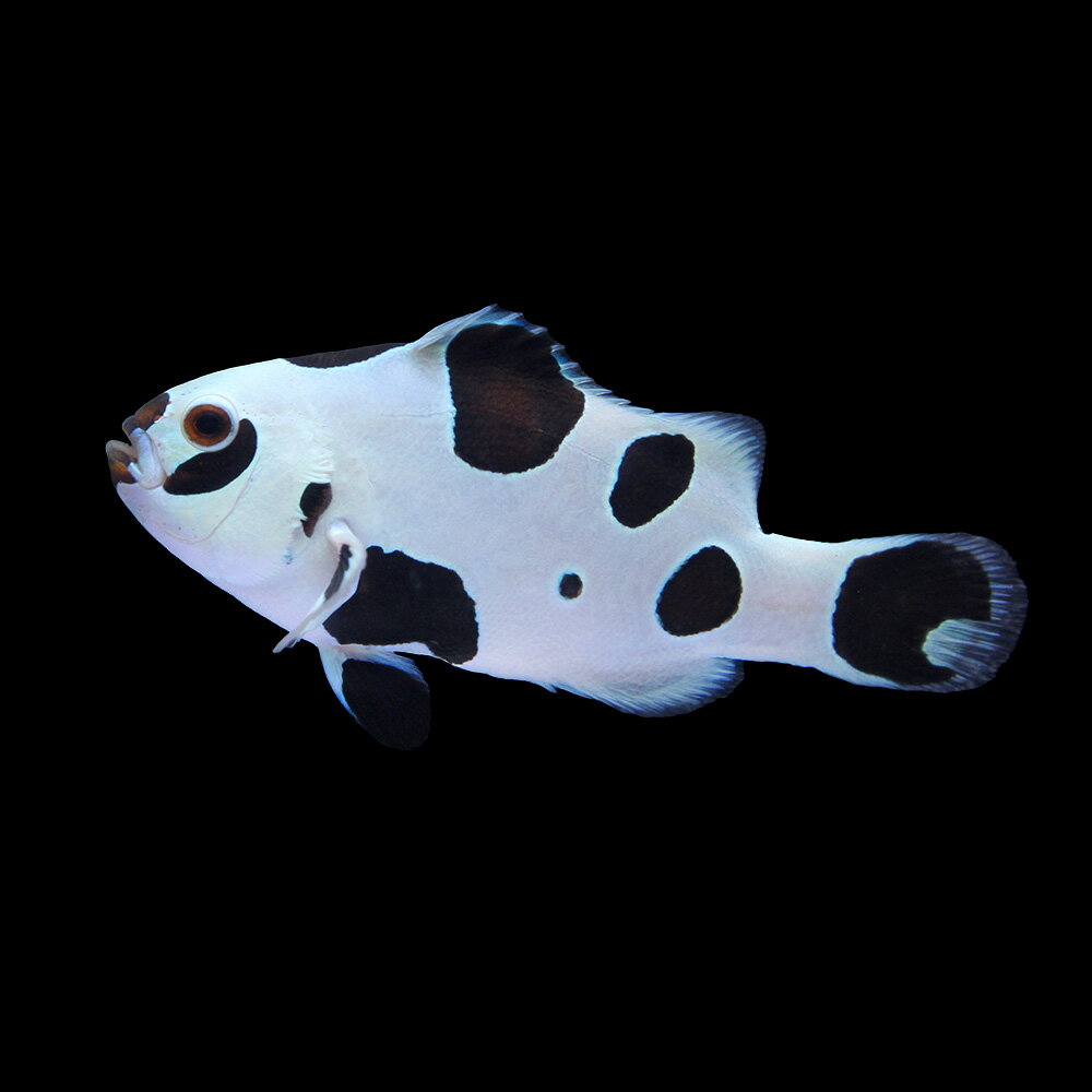 （海水魚）一点物　ブラックストームオセラリス　CF−20（1匹）　北海道・九州航空便要保温