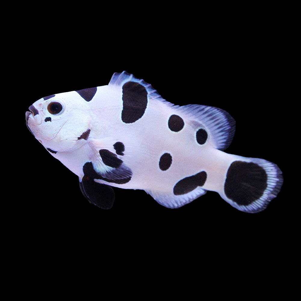 （海水魚）一点物　ブラックストームオセラリス　CF−35（1匹）　北海道・九州航空便要保温