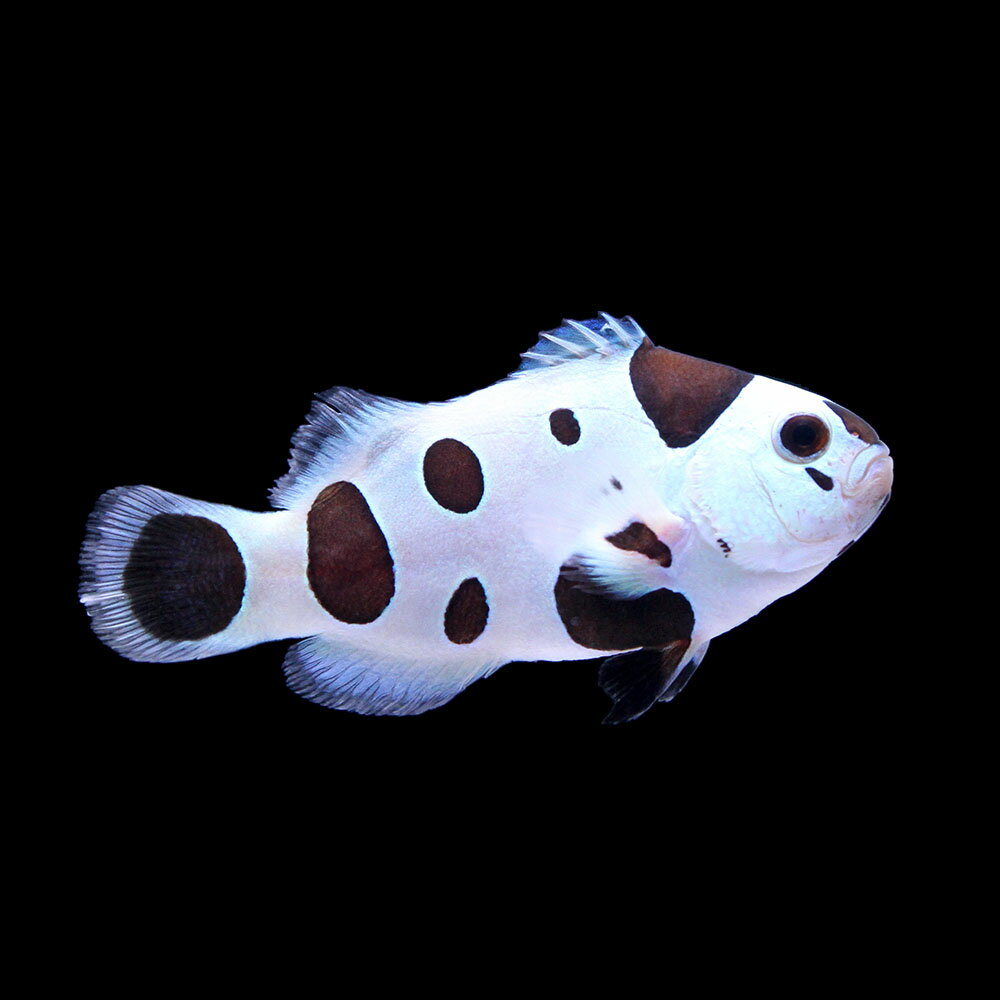 （海水魚）一点物　ブラックストームオセラリス　CF−36（1匹）　北海道・九州航空便要保温