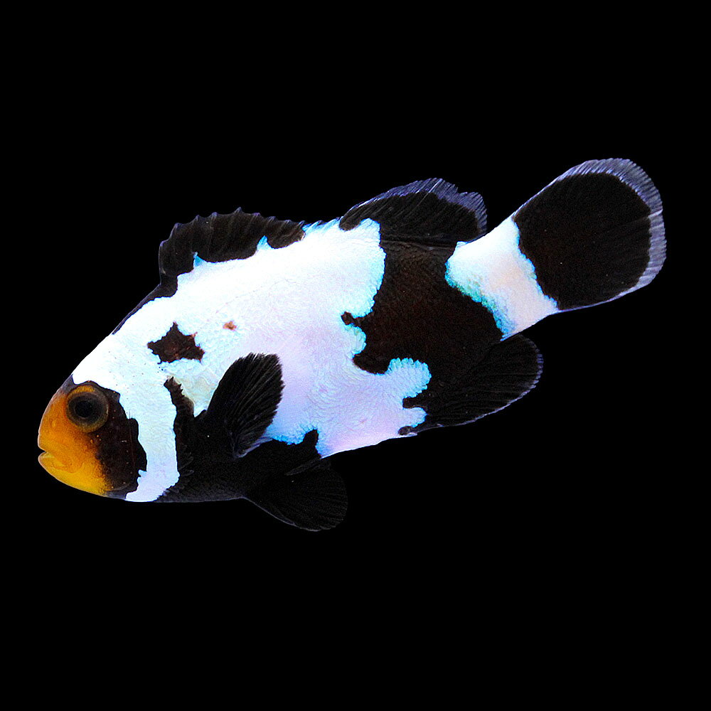 （海水魚）一点物　ブラックスノーフレークオセラリス（ブリード）　CF−40（1匹）　北海道・九州航空便要保温