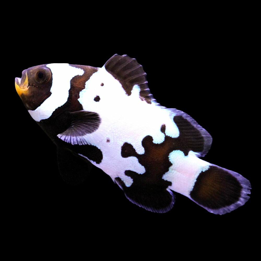 （海水魚）一点物　ブラックスノーフレークオセラリス（ブリード）　CF−41（1匹）　北海道・九州航空便要保温