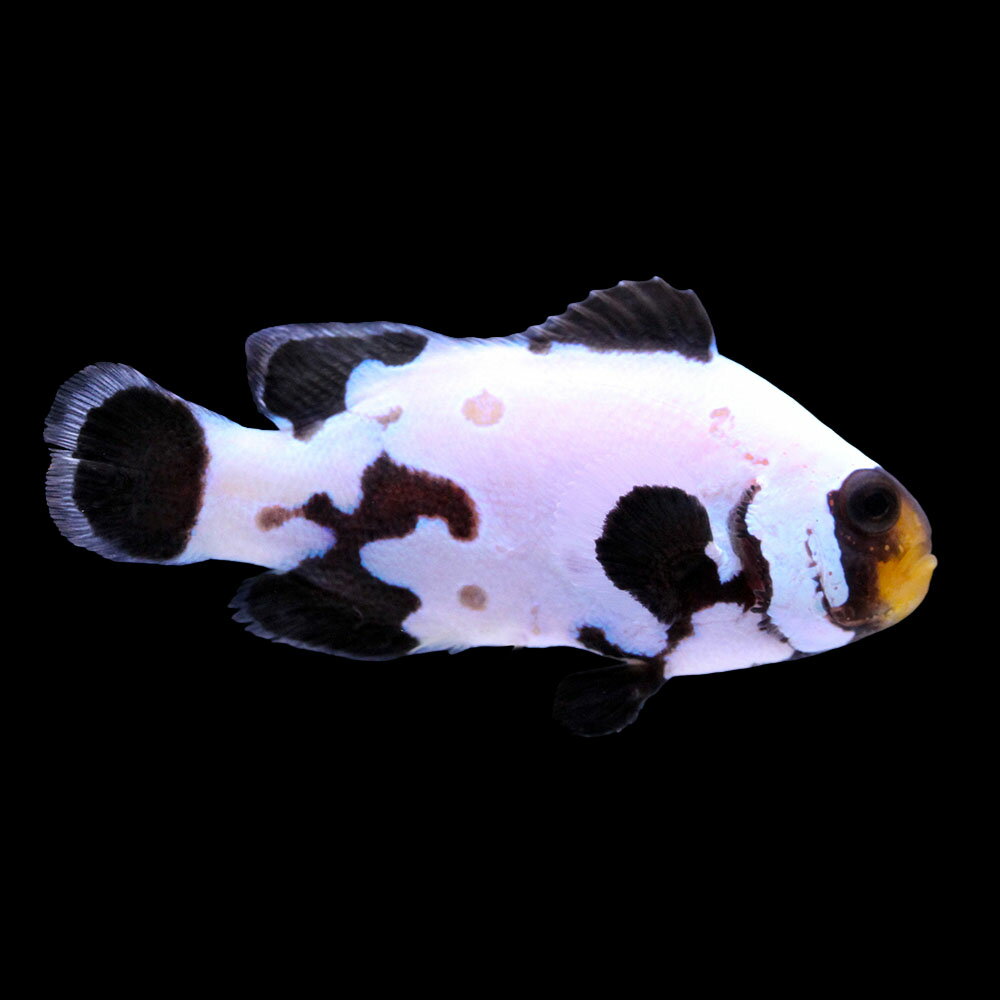 （海水魚）一点物　ブラックスノーフレークオセラリス（ブリード）　CF−44（1匹）　北海道・九州航空便要保温